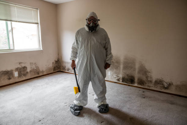 Professional Mold Inspection, Removal & Remediation in Chepachet, RI